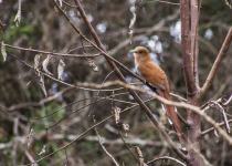 Squirrel Cuckoo