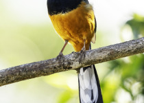Sri Lanka Magpie Robin