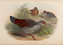 Sri Lanka Spurfowl