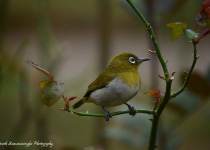 Sri Lanka White-eye