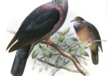 Sri Lanka wood pigeon