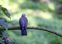 Sri Lanka Wood Pigeon