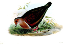 Stair's pampa-finch