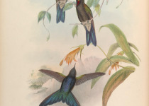 Stanley's Crimson-wing