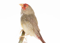 Star Finch