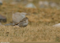 Stark's Lark