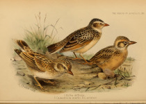 Stark's Lark