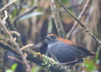 Starry Heteroxenicus