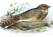 Starry Nightjar