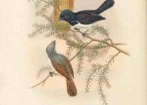 Steel-blue Flycatcher