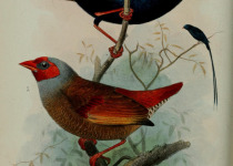 Steel-blue Whydah