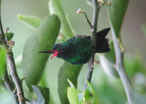 Steely-vented Hummingbird