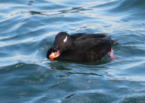 Stejneger's Scoter