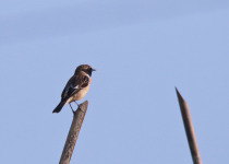 Stejneger's Stonechat
