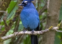 Steller's Jay