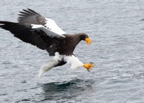 Steller's Sea Eagle