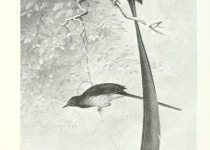 Stephanie's Astrapia