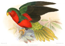 Stephen's Lorikeet