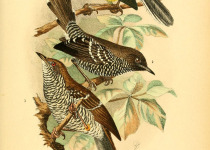 Stierling's Bushlark