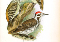 Stierling's woodpecker