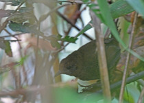 Stiles's tapaculo