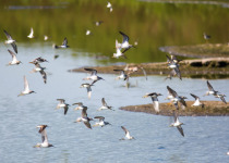 Stilt Sandpiper