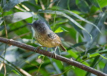 Stipple-throated Antwren