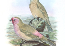 Stoliczka's Rosefinch