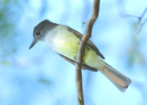 Stolid Flycatcher