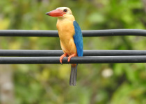 Stork-billed Kingfisher