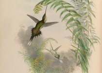 Straight-billed Hermit