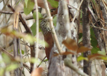 Straight-billed Woodcreeper