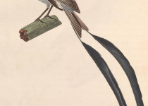 Strange-tailed Tyrant