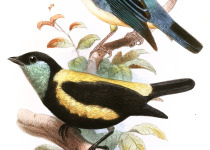Straw-backed Tanager