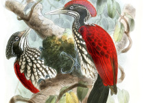 Streak-breasted Woodpecker