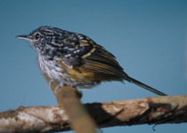 Streak-capped Antwren