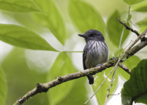 Streak-capped Antwren