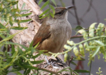 Streak-capped Spinetail