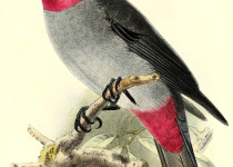 Streak-capped Treehunter