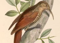 Streak-headed Woodcreeper
