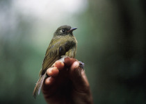 Streak-necked Flycatcher