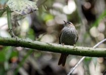 Streak-throated Bush-Tyrant
