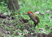 Streak-throated Woodpecker