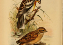 Streaked Bunting