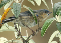 Streaked Dacnis