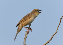 Streaked Fantail Warbler