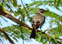 Streaked Flycatcher