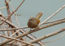 Streaked Laughingthrush