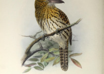 Streaked Puffbird