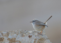 Streaked Scrub Warbler